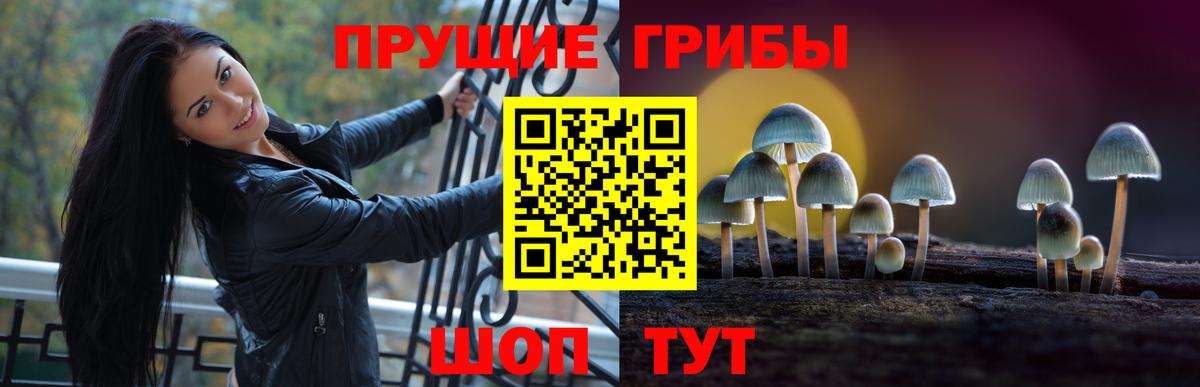 Урус-Мартан  Псилоцибиновые грибы Psilocybine cubensis  Вход с VPN  Псилоцибиновые грибы Psilocybine cubensis 